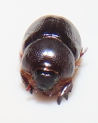 Temnorhynchus