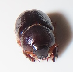 Temnorhynchus