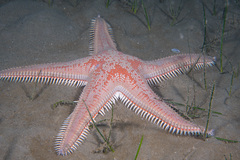 Astropecten aranciacus