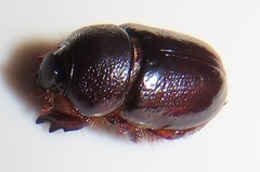 Temnorhynchus