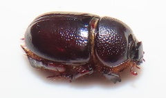 Temnorhynchus
