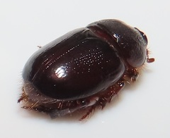 Temnorhynchus