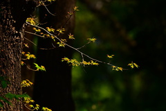 Liquidambar formosana