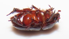 Temnorhynchus