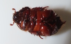 Temnorhynchus