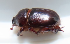 Temnorhynchus