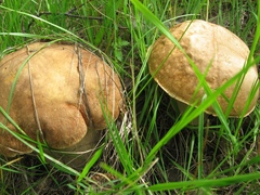 Boletus betulicola