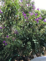 Pleroma fissinervium