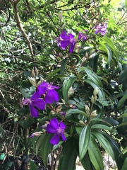 Pleroma fissinervium