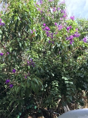 Pleroma fissinervium