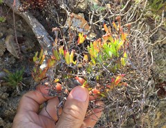 Lampranthus fergusoniae