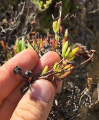 Lampranthus fergusoniae