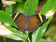 Euphaedra losinga losinga