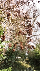 Fraxinus excelsior