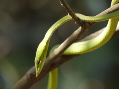 Ahaetulla oxyrhynca