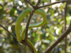 Ahaetulla oxyrhynca