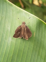 Hesperiinae