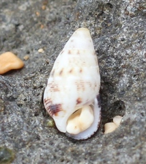 Cerithium egenum