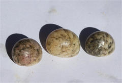 Nerita orbignyana