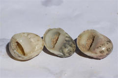 Nerita orbignyana