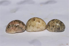 Nerita orbignyana