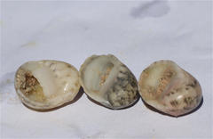 Nerita orbignyana