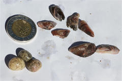 Nerita orbignyana