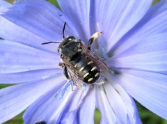 Anthidium punctatum