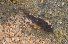 Stylocheilus striatus