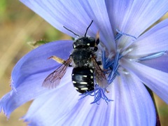 Anthidium punctatum