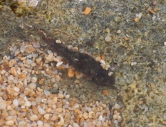 Stylocheilus striatus