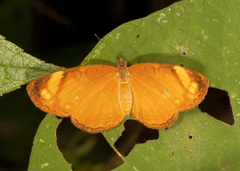 Tegosa anieta luka