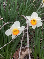 Narcissus × incomparabilis