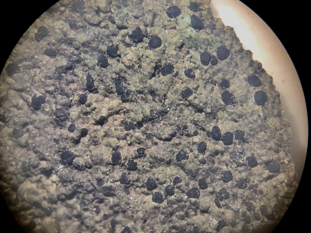 Poeltinula sylvatica