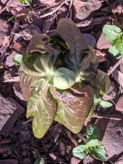 Podophyllum peltatum