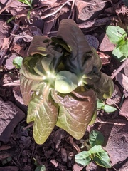 Podophyllum peltatum