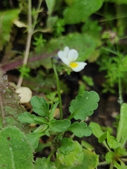 Viola kitaibeliana