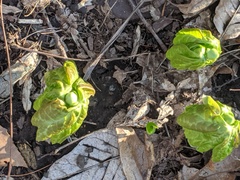Podophyllum peltatum