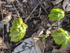 Podophyllum peltatum