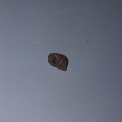 Tricolia pullus