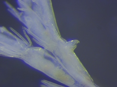 Bugulina fulva