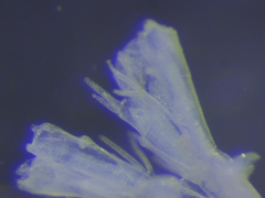 Bugulina fulva