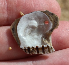 Isognomon