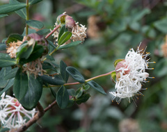 Pimelea ligustrina ciliata