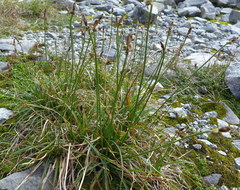 Carex nigricans