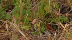 Trachylepis perrotetii