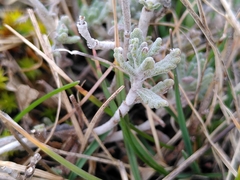 Teucrium rouyanum