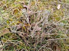 Teucrium rouyanum