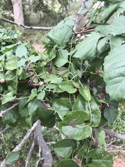 Aristolochia taliscana