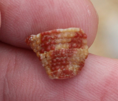 Trochus intextus observed 2017-10-05